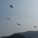 선창가 Daum카페