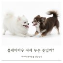 플레이 바우 이미지