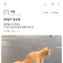 못된고양이 이미지