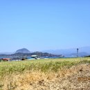가족여행 | 제주도 벤츠 스프린터 렌트 운전 걱정 없는 기사포함 가족여행 찐 후기