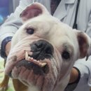 마루종합동물병원 이미지