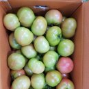 [판매완료]강원도 찰토마토 10kg 1박스 19,000원(택포)!!! 이미지