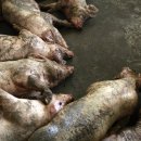 중부가축약품 이미지