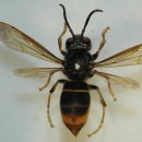 (주)세움축산 | 주간농사정보 제38호(2021.9.20~9.26)