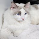 7월2일 그날의세계사 콜롬비아 축구선수 에스코바르 (별책부록 : 눈동자의 넓이) 이미지