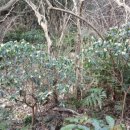 청수 곶자왈 이미지