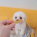 눈이부시개 | 주안애견미용 <눈이부시개>스트레스 최소 케어 만족후기