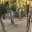 참뜰근린공원 농구장 | 명지동근린공원/명지/단풍구경