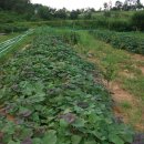 옥천농장 이미지