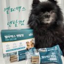 신진덴탈 | 강아지 구강 관리, 피모 건강까지? &#34;벨라맥스 덴탈껌&#34;