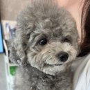 강일웅동물메디컬센터 네이버블로그