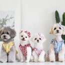 써니펫시터 | 꼴레트멍멍 오브스페이스 마들렌 강아지 원피스 구매 후기
