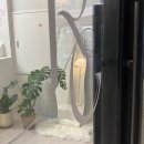 루아즈네일
