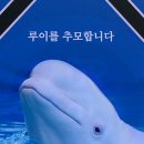 벨루가