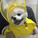 펫라운지 애견유치원 애견호텔 애견미용 이미지