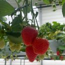 건너농장 | [인천] 두돌아기랑 갈만한곳, 경기도 딸기농장체험 딸기의 하루 재방문의사 있는 곳