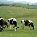 신대진목장 이미지