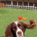 팍스도그트레이닝센터 이미지