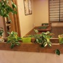 산채마을 능이백숙 이미지