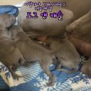 보성이탈리안그레이하운드 2 네이버블로그