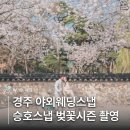 승호 | W.19. 경주 웨딩스냅 승호스냅 | 벚꽃스냅, 촬영 래퍼런스 공유