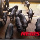 연성축산 이미지