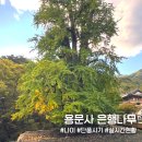 용문사 대형주차장 | 용문사 은행나무 나이 단풍 시기 2025 실시간 현황