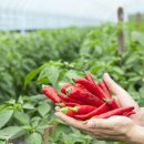 샘양지마을 이미지