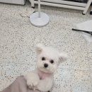 뽀비애견 네이버블로그