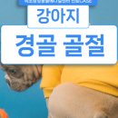 속초삼성동물병원 이미지