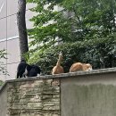 빵댕이넷 이미지