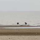 지해 카카오 검색결과