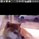 팔자좋은강아지 이미지