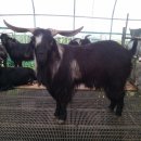 개량농장 이미지