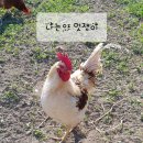 흰돌농장 이미지