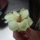 꽃차소믈리에자격증 이미지