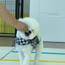 댕스라이프 이미지