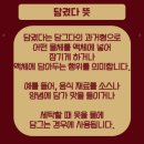 담궜다 담갔다 차이 뜻 이미지