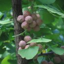 소금꽃정원 이미지