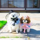 별하한옥펜션 이미지