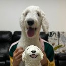 댕냥밥상 이미지