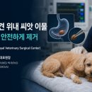U_만성질환관리센터(봉담) | [Case Study] 15세 노령견 위내 씨앗 이물 제거｜만성신장질환·심장병 환자의 위절개술