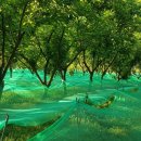 동막골 농장 이미지