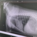 스마일동물병원 | [동물병원] 송파스마일동물병원 치석제거 스케일링 강아지 반려견 전신마취 문정동 문정역 동물병원