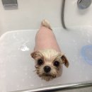 그루밍폼폼 이미지