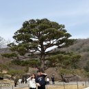 모노 | 2026 화담숲 수선화 축제 후기 🌼 (모노레일 vs 도보 비교)