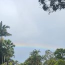 수리농장 | [호주 워홀]D+353/죽지도 않고 돌아온 수리로그/바나나농장?/돔황쳐 바나나🍌 후기