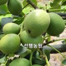 선행농원 이미지