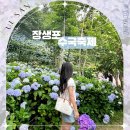 2025 장생포 수국축제 울산 놀거리 고래문화마을 6월 꽃구경 불꽃축제
