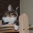 대어초밥 이미지